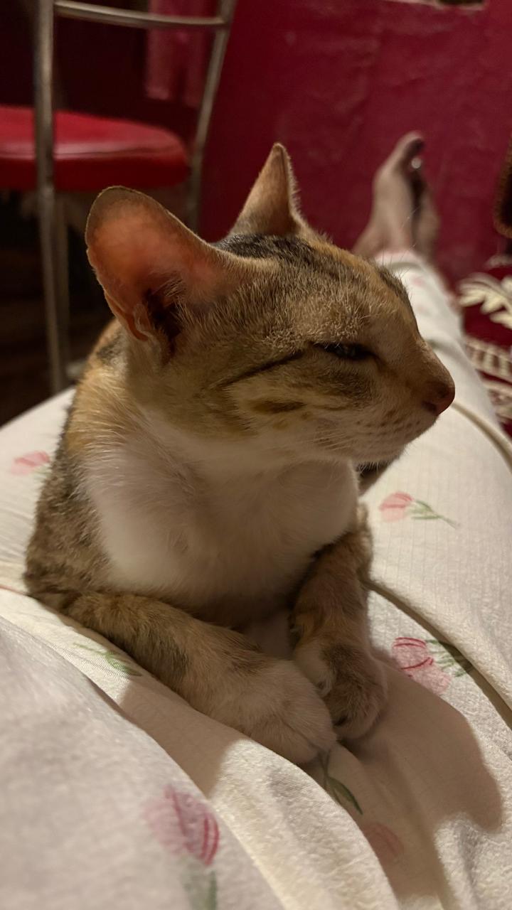 Original photo of our tabby and white cat